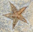 Ordovician Starfish & Edrioasteroids Plate #56370-1